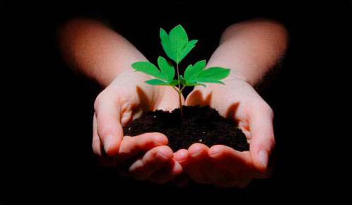 hands holding dirt with a new plant growing in it